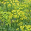 펜넬(회향)-Fennel 이미지