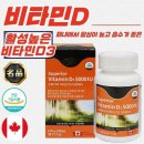 에버그린 이미지