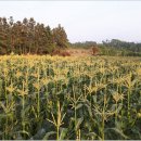 제주 토브 이미지