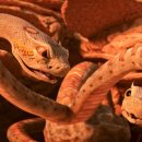 윌로우목장 이미지