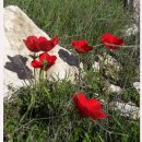 경동목장 이미지