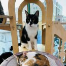 포유(for you) 이미지