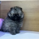 강아지분양 고양이분양 포근퍼피 | 안산강아지분양 서리펫 애견분양