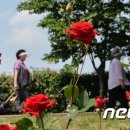 장미꽃사이로 이미지