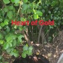 Heart of Gold 이미지