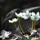 소풍길 들꽃산책 이미지