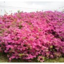 저수지길 이미지