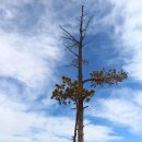 수천농장 | 돌기둥 수천 개가 삐죽삐죽, 태어나서 처음 본 붉은 숲