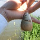 조암낚시터 이미지