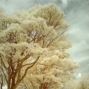 팝스 잉글리쉬 A 이미지