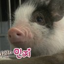 민지농장 이미지