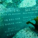 울릉다이브리조트
