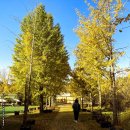 은행나무3길 이미지