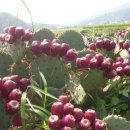 백사농장 이미지