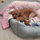 로뎀나무의원 이미지