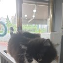 냥이 이발소 이미지