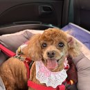 금비펫살롱 이미지