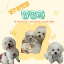 개들랜드 | 땡구의 개린이날 개들랜드 후기 !!