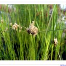 백화초등학교 이미지