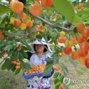 조성호농장 이미지