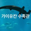 우림DC | 오사카 가이유칸 수족관 : 해유관 입장권 입장료, 가는법, 예약 없이 관람 후기