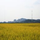 프로젝트삼백