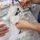 서울고양이미용실 이미지