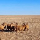 염소연구소 이미지