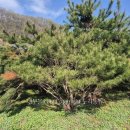 소나무정원 이미지