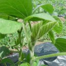 호밀&유황 농법으로 재배한 우람콩 이미지