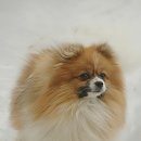 티나리안 이미지