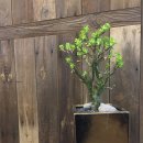 여주-0704 이미지