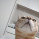 망고 부동산중개사무소 이미지