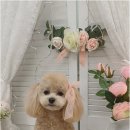 꿈꾸는 강아지 | 예민한 고양이에게 꼭 필요한 고양이무마취미용, 덕정카페거리 꿈꾸는강아지 이용 팁 총정리