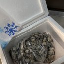 역전꼬막 이미지