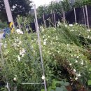 부남농장 이미지