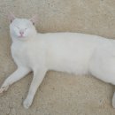 달마고도민박 이미지