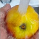 망고이야기 | 여름제철과일 추천 천도복숭아 국산신품종 옐로우드림(망고복숭아) 내돈내산 후기