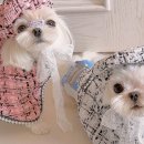 도그월드 이미지