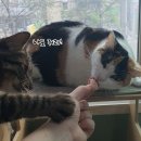 주니네간식 이미지