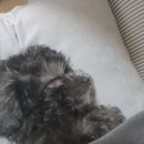 산노루 이미지