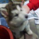 둥이