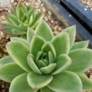 이뻐지는 금들 이미지