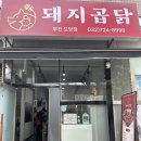 돼지곱닭 이미지