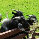 평창팜영농조합법인 이미지