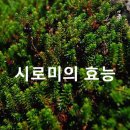 시로미의 효능과 작용 이미지