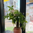 까로치아 이미지