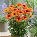 농업회사법인 정원 이미지