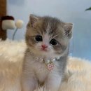 천안고양이 분양 퍼스트캣 본점 이미지