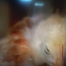 대내농장 이미지